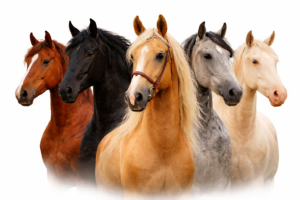 Més informació sobre l'article Les capes del cavall espanyol