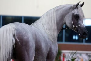 Més informació sobre l'article Pura Raça Àrab (PRA)