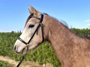 Més informació sobre l'article Chico C F