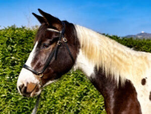 Més informació sobre l'article Docs Magic Nifty