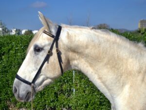 Més informació sobre l'article Edén Vap