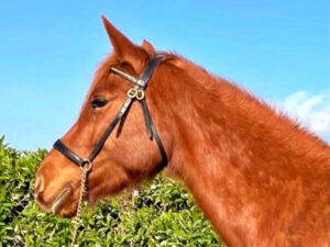 Més informació sobre l'article Mona