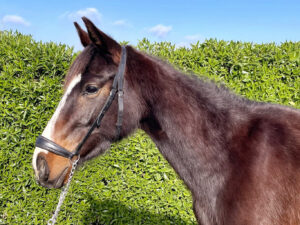 Més informació sobre l'article Mulán