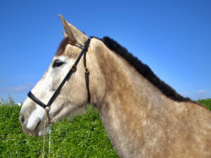 Més informació sobre l'article Nadia Andor