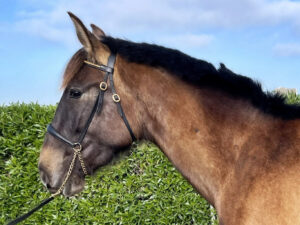 Més informació sobre l'article Turquesa AR