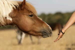 Més informació sobre l'article Què és la curiositat en cavalls?