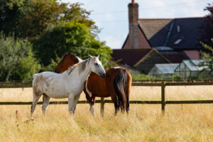 Més informació sobre l'article Què és la sociabilitat en cavalls?