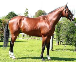 Més informació sobre l'article Raça anglo-àrab