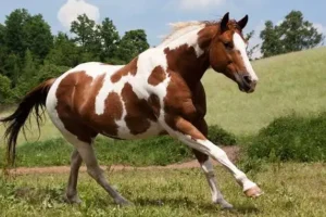 Més informació sobre l'article Paint Horse